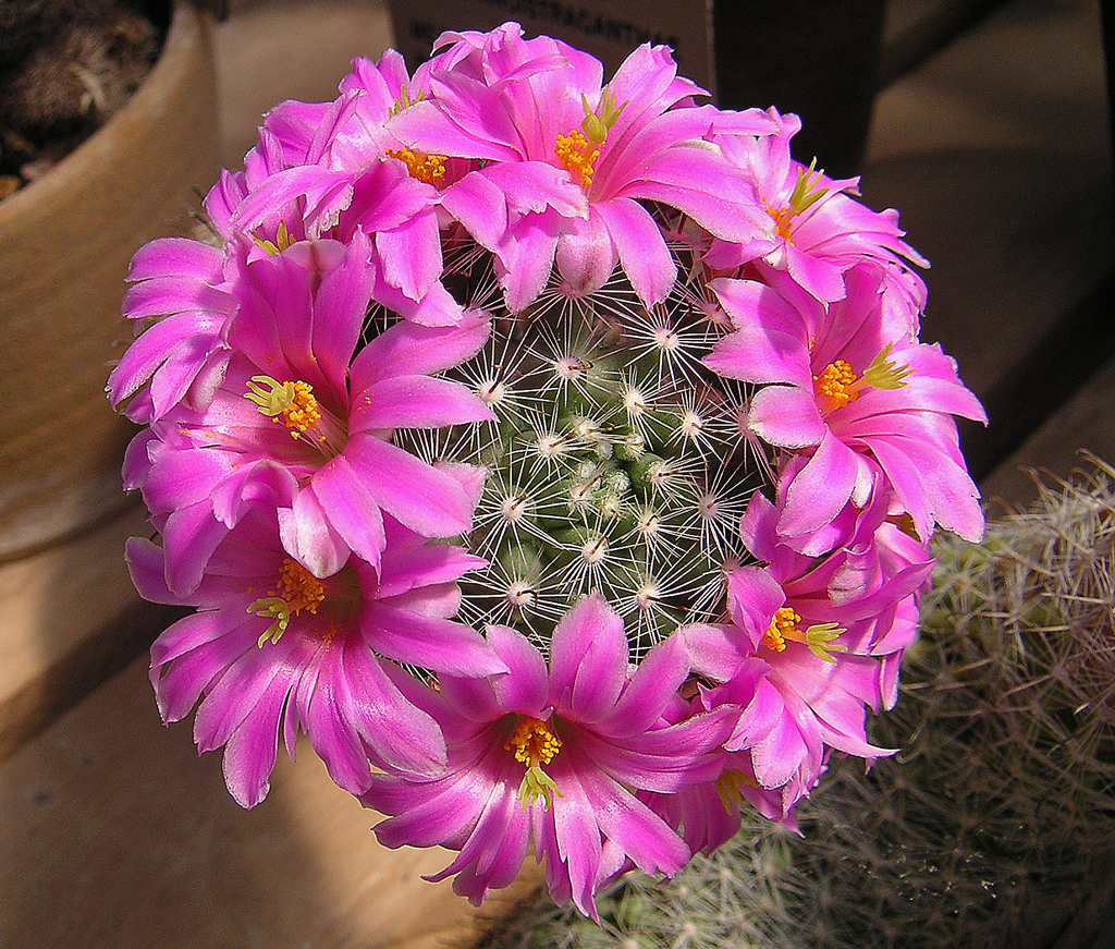 Cochemiea boolii: Mammillaria boolii
