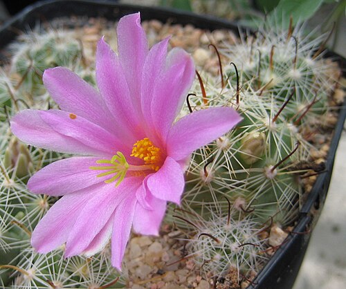 Cochemiea boolii: Mammillaria boolii