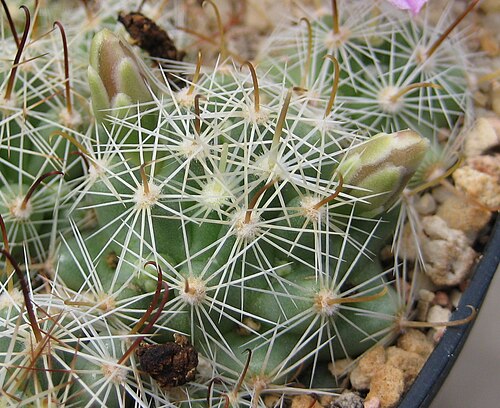 Cochemiea boolii: Mammillaria boolii
