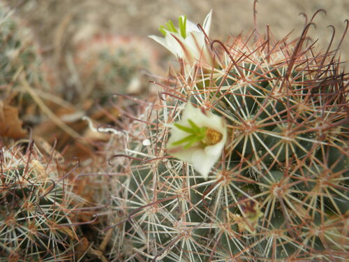 Cochemiea capensis (Cochemiea capensis)