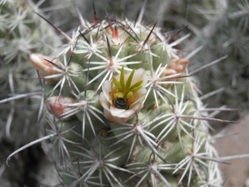 Cochemiea capensis (Cochemiea capensis)
