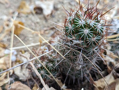 Cochemiea capensis: Cochemiea capensis in Mexico