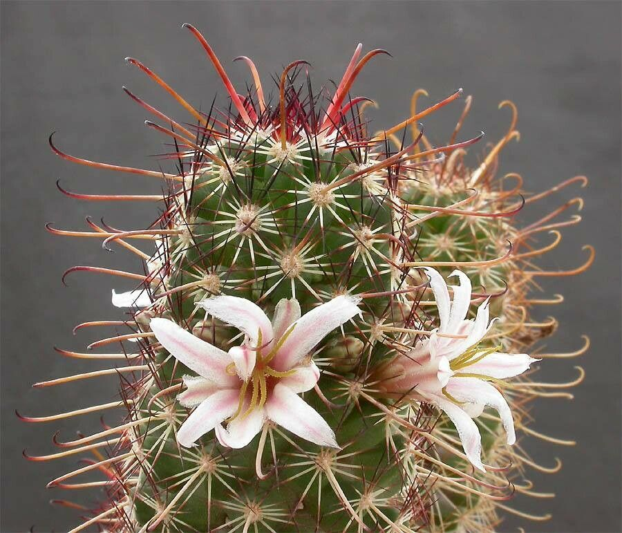 Cochemiea capensis: Floración