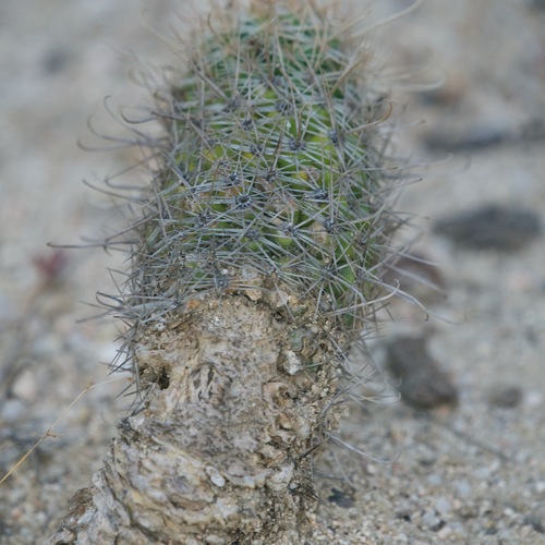 Cochemiea capensis (Cochemiea capensis)