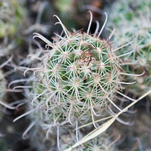 Cochemiea capensis (Cochemiea capensis)