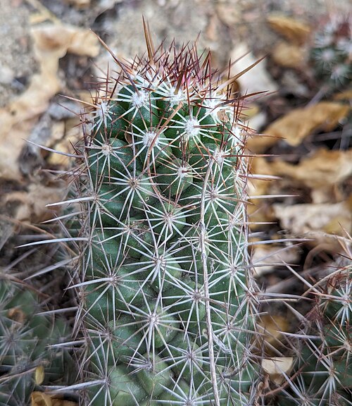 Cochemiea capensis: Cochemiea capensis in Mexico