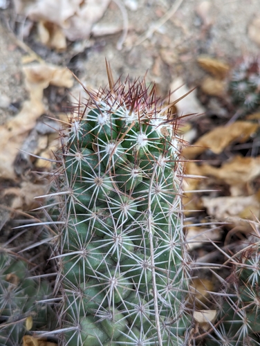 Cochemiea capensis (Cochemiea capensis)