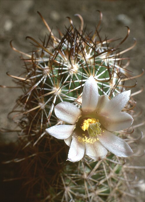 Cochemiea capensis: Mammillaria capensis