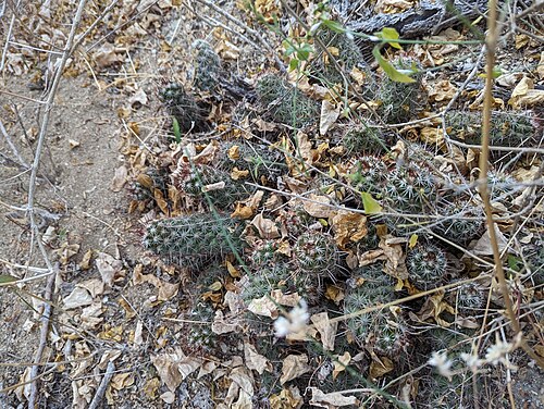 Cochemiea capensis: Cochemiea capensis in Mexico