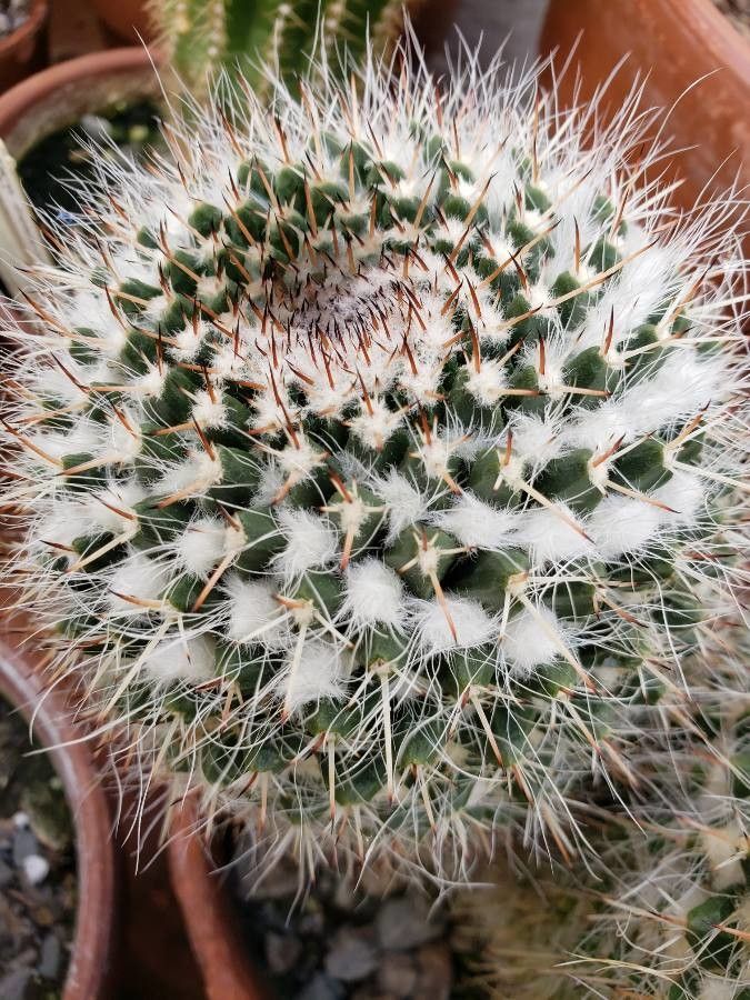 Cochemiea capensis: The image features the spines and hair of Cochemiea capensis.