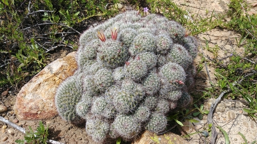 Strawberry cactus
