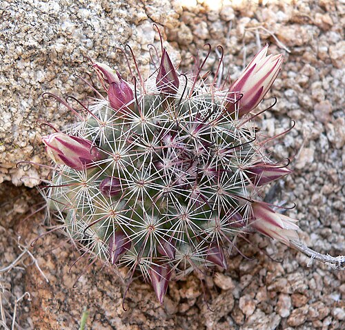 Strawberry cactus: Mammillaria dioica in the Santa Rosa Mountains, on Highway 74 near Black Hill, southern California