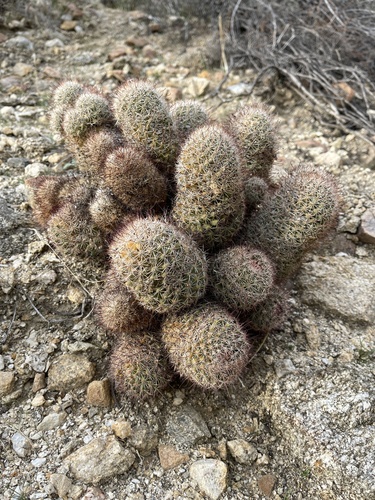 Strawberry cactus (Cochemiea dioica)