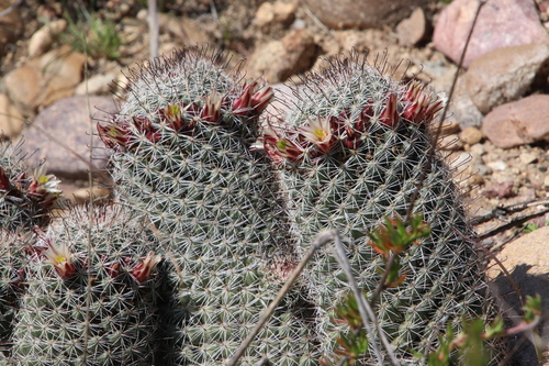 Strawberry cactus (Cochemiea dioica)