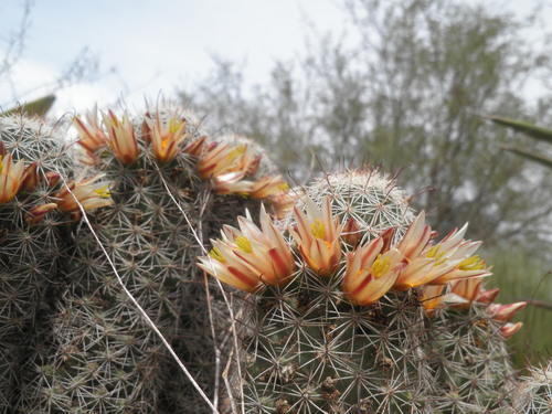 Strawberry cactus (Cochemiea dioica)