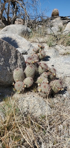 Strawberry cactus (Cochemiea dioica)