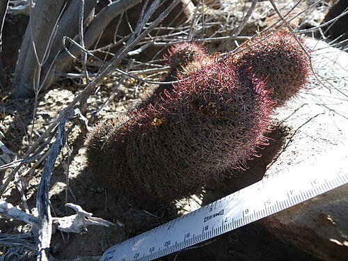 Strawberry cactus: Viscaino, Baja California Sur