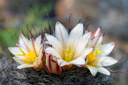 Strawberry cactus (Cochemiea dioica)