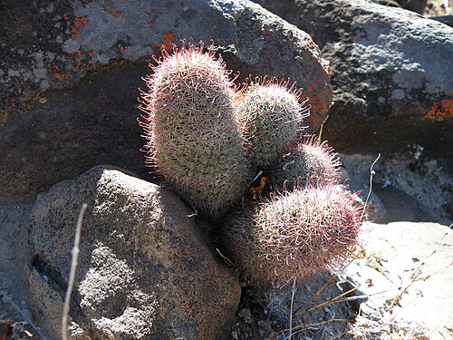Strawberry cactus: Viscaino, Baja California Sur