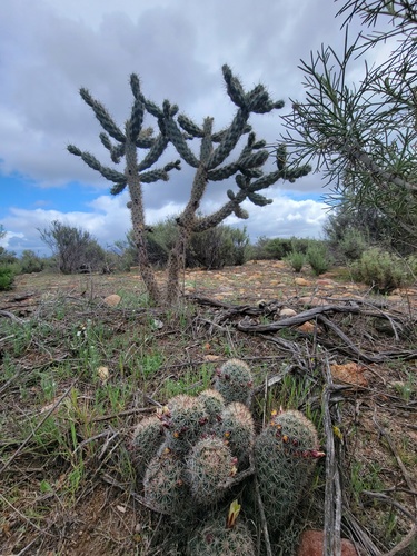 Strawberry cactus (Cochemiea dioica)