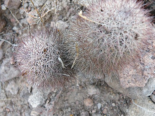 Strawberry cactus: La Paz 2, Baja California Sur