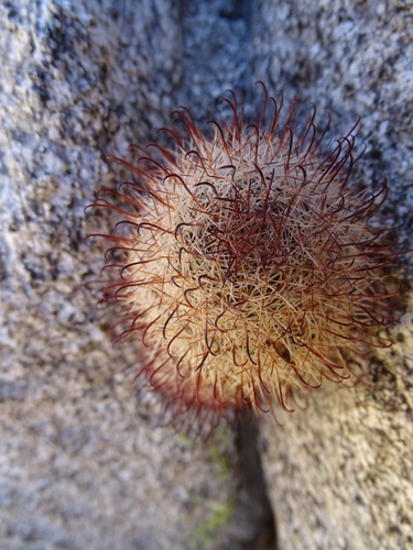 Strawberry cactus (Cochemiea dioica)