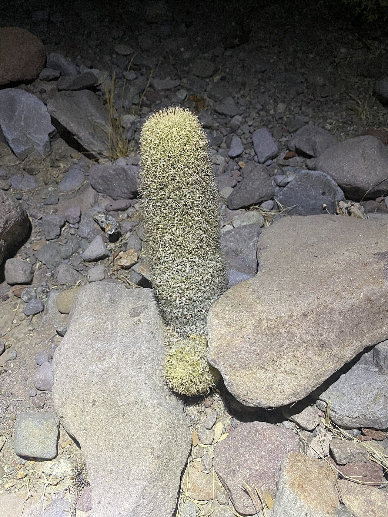 Cochemiea estebanensis: Cochemiea estebanensis in Mexico
