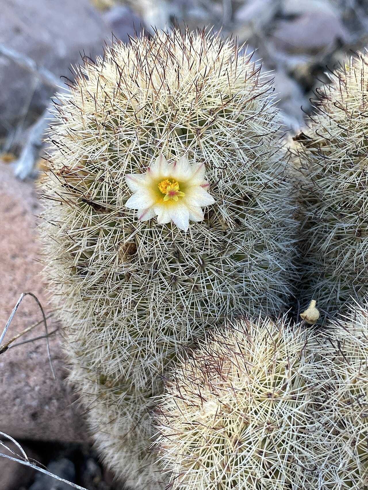 Cochemiea estebanensis: Cochemiea estebanensis in Mexico