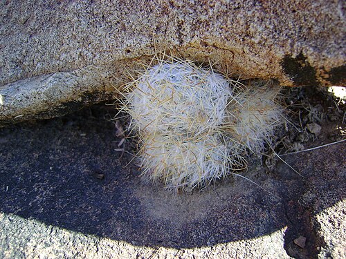 Cochemiea guelzowiana: Rio Nazas, Durango