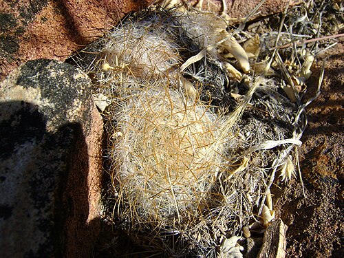 Cochemiea guelzowiana: Rio Nazas, Durango