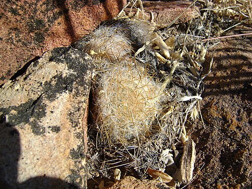 Cochemiea guelzowiana: Rio Nazas, Durango