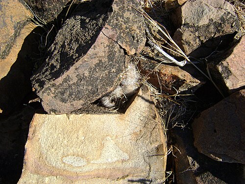 Cochemiea guelzowiana: Rio Nazas, Durango