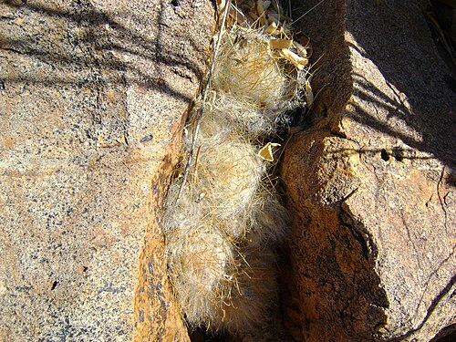 Cochemiea guelzowiana: Rio Nazas, Durango