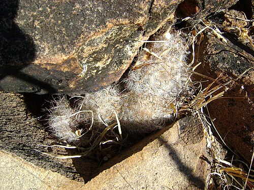 Cochemiea guelzowiana: Rio Nazas, Durango