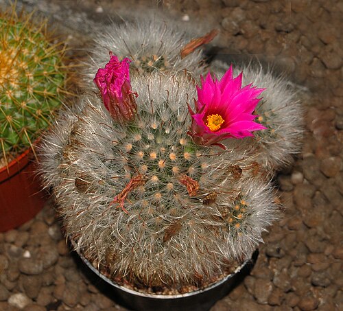 Cochemiea guelzowiana: Mammillaria guelzowiana at the Orto Botanico dell'Università di Genova