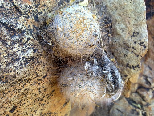 Cochemiea guelzowiana (Cochemiea guelzowiana)