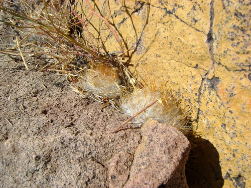 Cochemiea guelzowiana (Cochemiea guelzowiana)