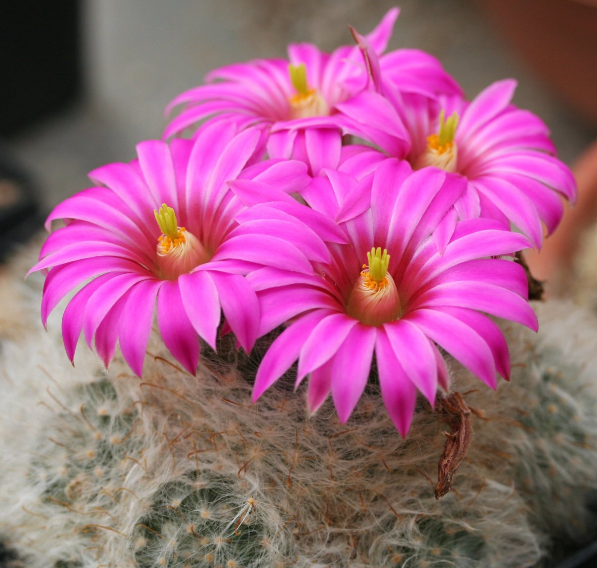 Cochemiea guelzowiana: Mammillaria guelzowiana