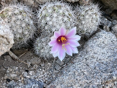 Cochemiea insularis: Cochemiea insularis in Mexico