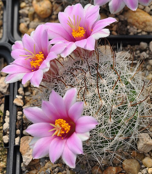 Cochemiea insularis: Mammillaria insularis in Kultur
