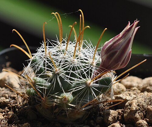 Cochemiea insularis: Mammillaria insularis in Kultur