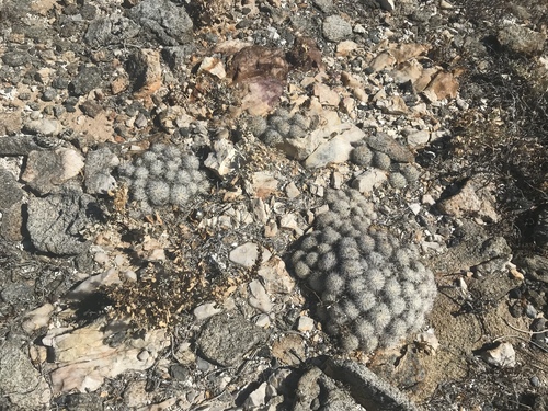 Cochemiea insularis (Cochemiea insularis)