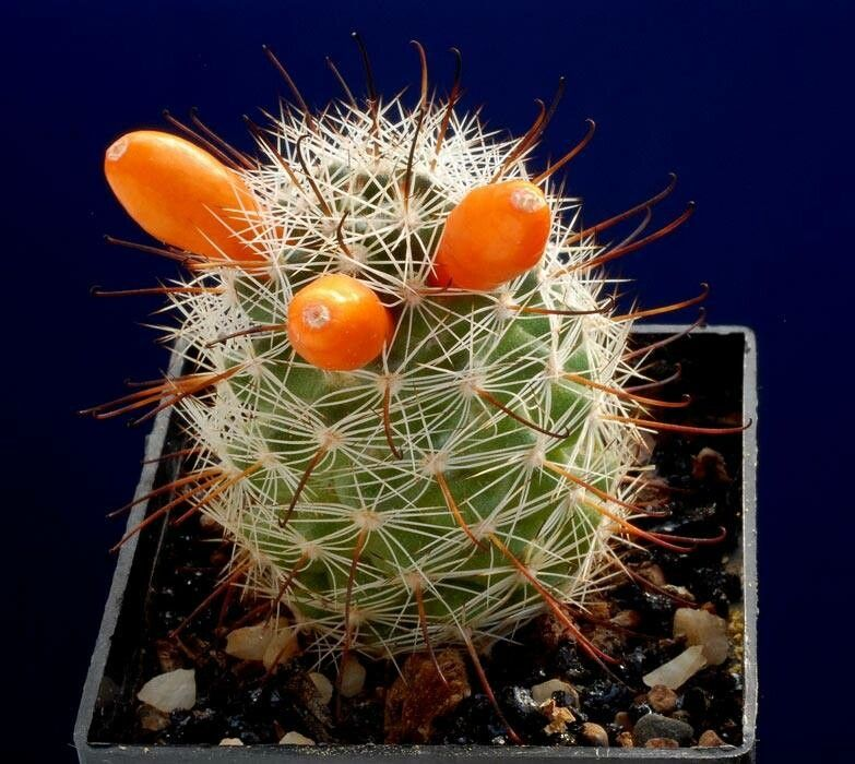 Cochemiea insularis: Frutos