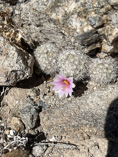 Cochemiea insularis: Cochemiea insularis in Mexico