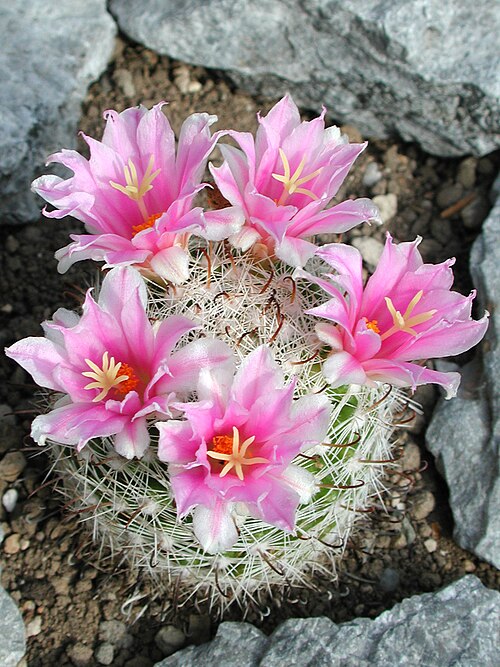 Cochemiea insularis: Mammillaria insularis