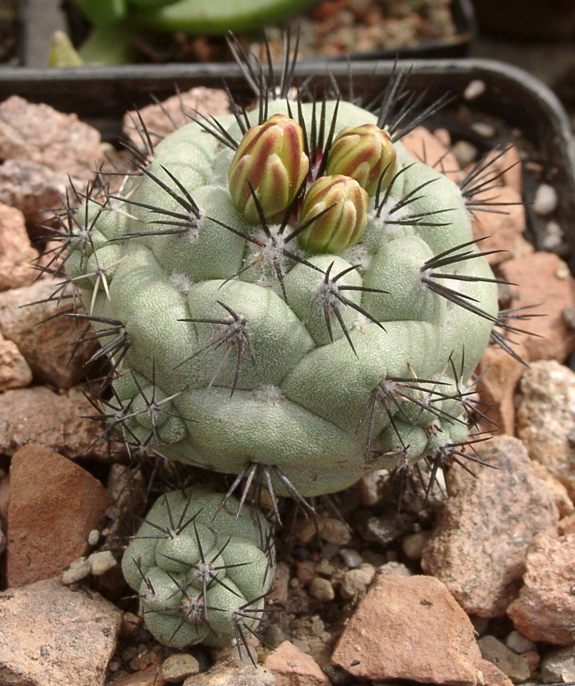 Cochemiea macdougallii: Ortegocactus macdougallii
