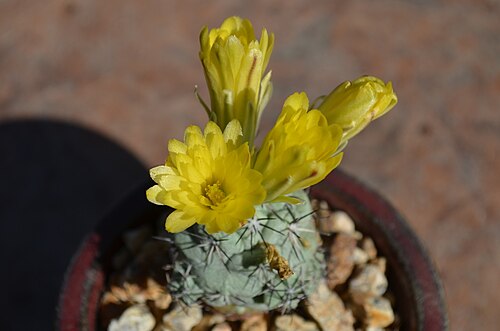 Cochemiea macdougallii: Cochemiea macdougallii, San Luis Obispo County, US-CA, US, 2013-11-23 (iNaturalist).