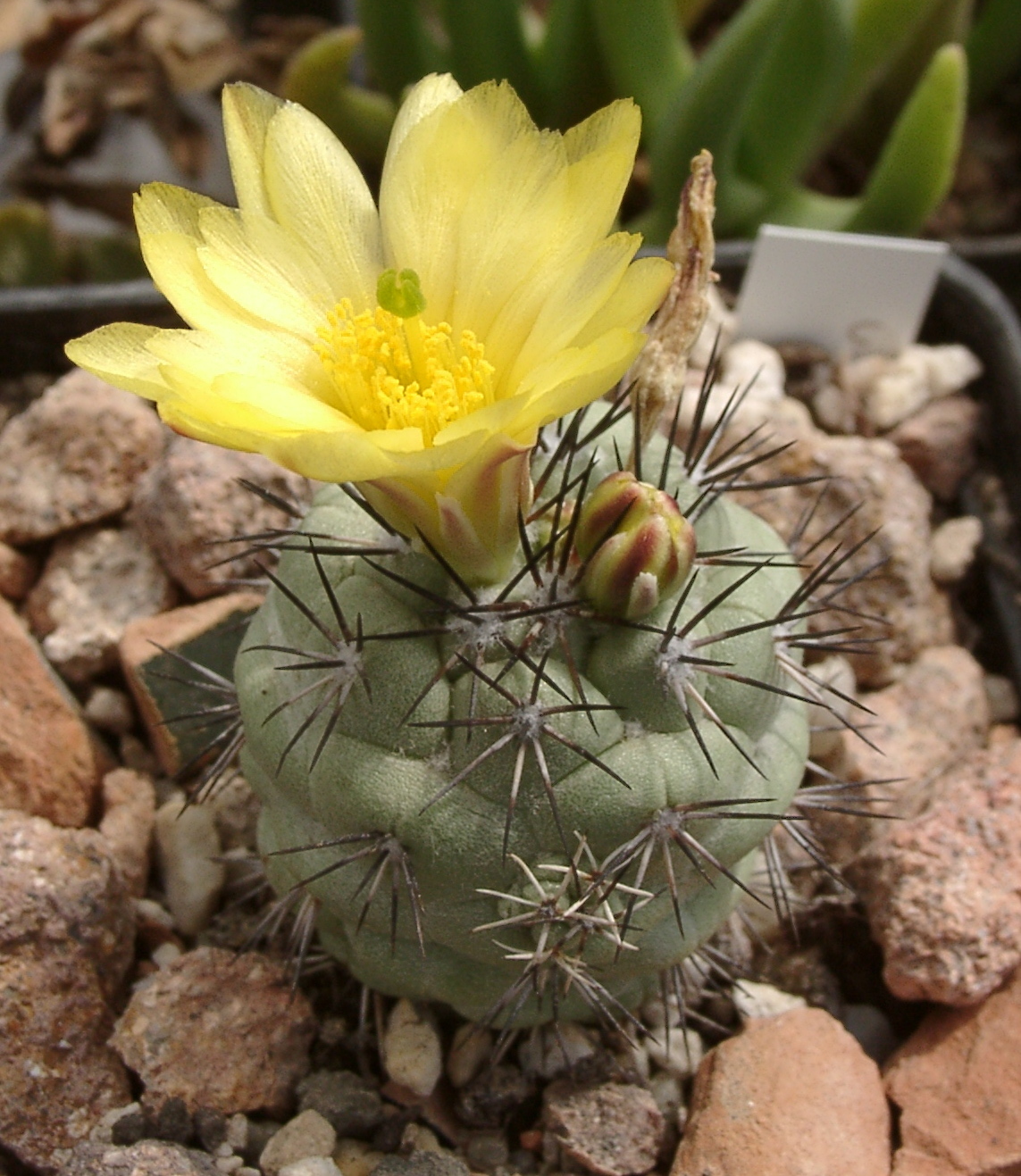 Cochemiea macdougallii: Ortegocactus macdougallii
