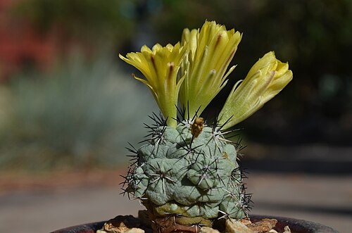 Cochemiea macdougallii: Cochemiea macdougallii, San Luis Obispo County, US-CA, US, 2013-11-23 (iNaturalist).