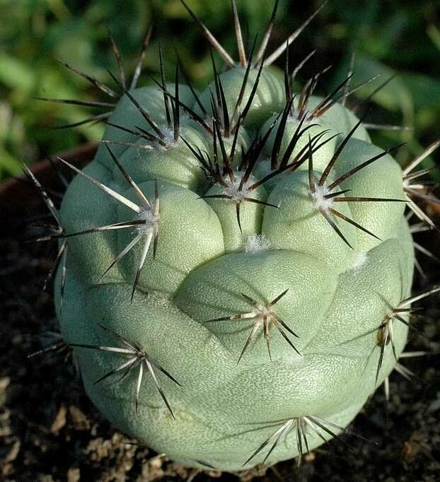 Cochemiea macdougallii: Planta